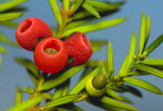 Yew - taxus baacata