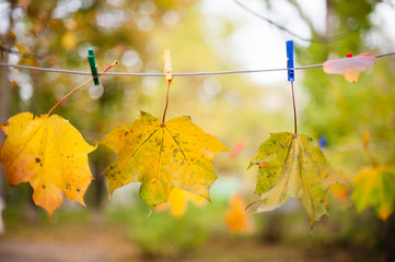 Obraz premium Листья