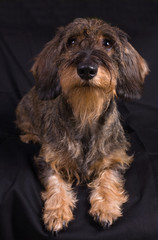 Cane bassotto in posa