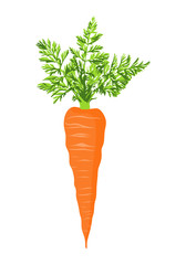 Fresh carrot