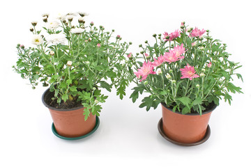 Chrysanthemum flowers in two pots