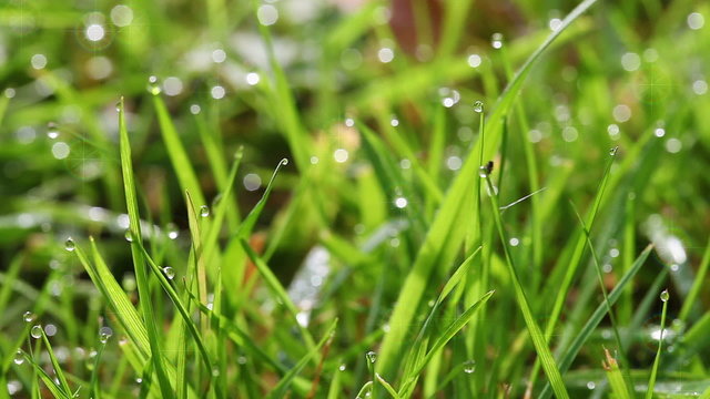 Gras - Tautropfen