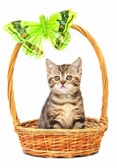 Fototapeta na wymiar Kitten in a basket