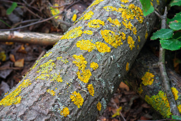 Yellow lichens on tree