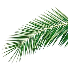 Photo sur Plexiglas Palmier Feuille de palmier isolé sur fond blanc