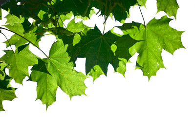 Fototapeta na wymiar Świeże zielone liście klonu na białym tle
