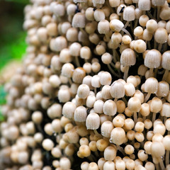 Numerous mushrooms colony