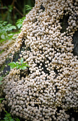 Numerous mushrooms colony on old rotten stub