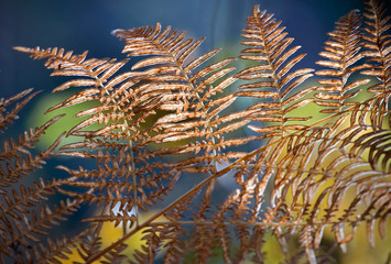 Autumnal forest fern background