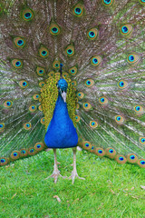Obraz premium peacock in display