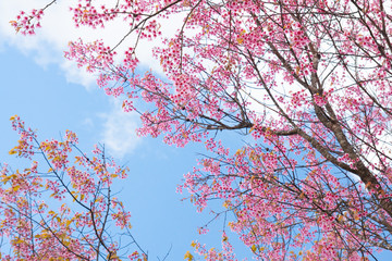 Beautiful cherry blossom