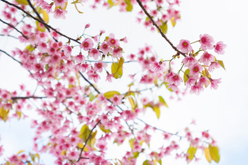 Obraz na płótnie Canvas Beautiful cherry blossom