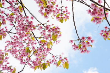 Beautiful cherry blossom