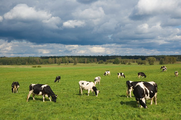 Cows