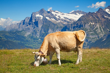 Fototapeta na wymiar Krowy w Alpach szwajcarskich