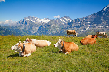 cows in the swiss alps © swisshippo