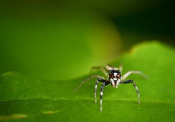 jumper spider