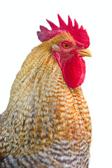 Colorful Rooster Isolated On White