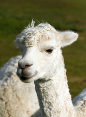 White Alpaca portrait