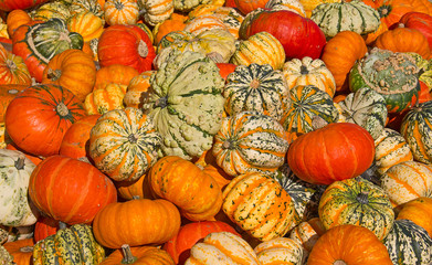 Colorful pumpkins