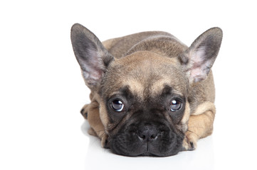 Fototapeta premium Sad French bulldog puppy