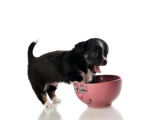 Small black puppy in a bowl - isolated