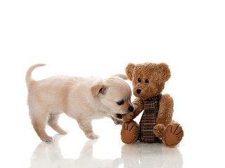 Small brown puppy bites a teddy - isolated