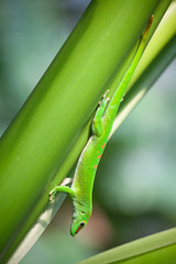 Green gecko