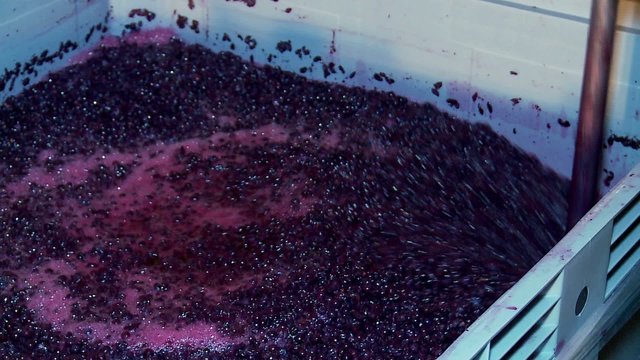 Winemaking. Mixing "cap" of  grape skins.