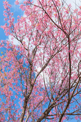 he beautiful Sakura flower in winter season, Thailand