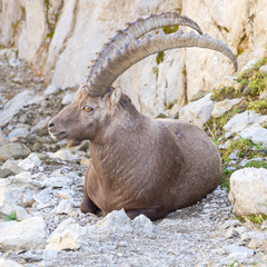male alpine ibex, Switzerland
