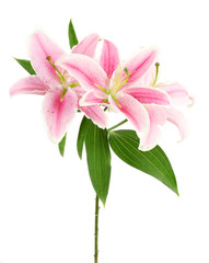 beautiful pink lily, isolated on white