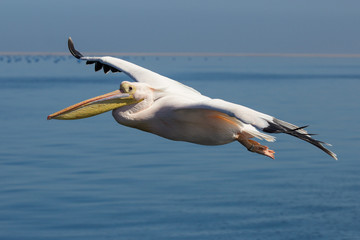 Fototapeta na wymiar Pelikan w poślizg