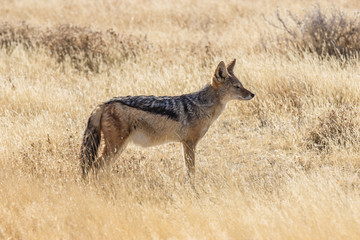 Schabrackenschackal - Black backed jackal