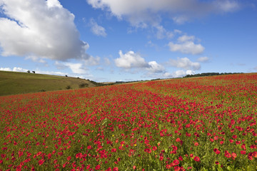 scarlet poppies