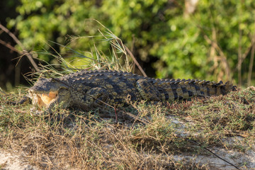 Krokodil am Sambesiufer