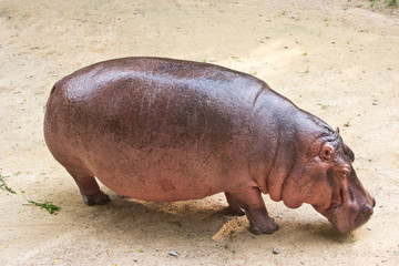 The hippopotamus is semi-aquatic, inhabiting rivers and lakes wh
