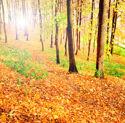 birch trees in beautiful autumn park