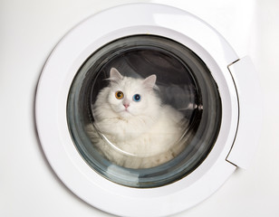 washing machine and cat