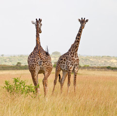 Obraz premium Pair of Masai Giraffes