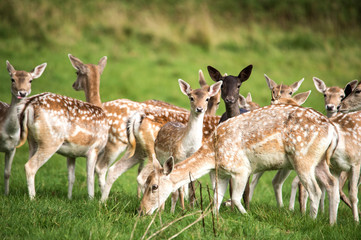 Fallow Deer Herd