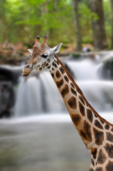 Giraffe in the wild