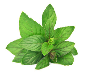 Mint leaves close up