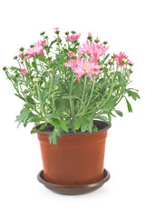 Chrysanthemum flowers in pot