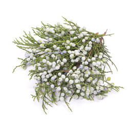 Juniper, twig with cones, close up, isolated