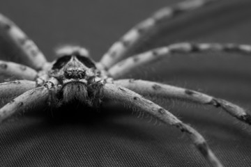 Cane Spider