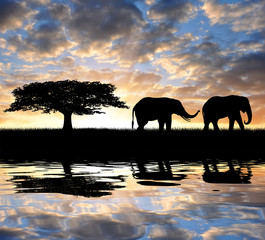 Fototapeta na wymiar Sylwetka, dwa słonie w zachodzie słońca