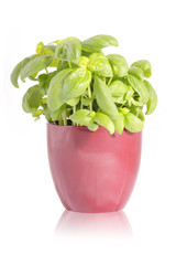 Basilikum in einem Pflanztopf