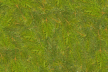 Pine needle branches as a background