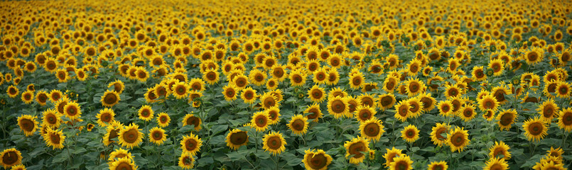 Tournesol jaune en panoramique Z2